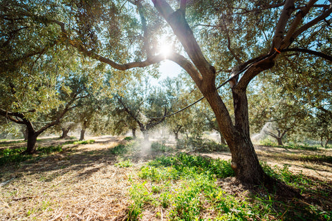 Wir kennen jeden Schritt unserer Partner und können daher für die Qualität unserer Produkte zu 100% garantieren