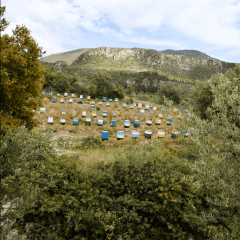 Griechischer Eichenhonig, 480g