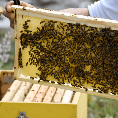 Griechischer Eichenhonig, 480g